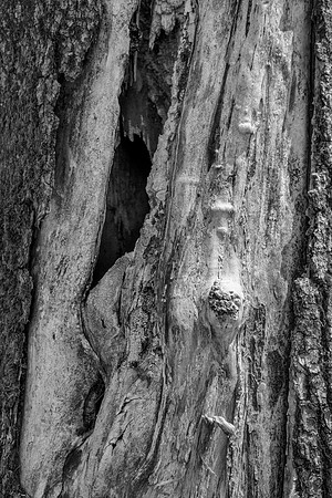 Oak Trunk - Detail