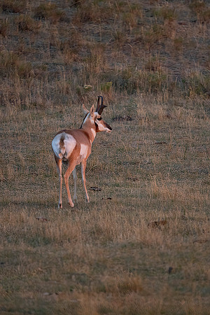 Pronghorn
