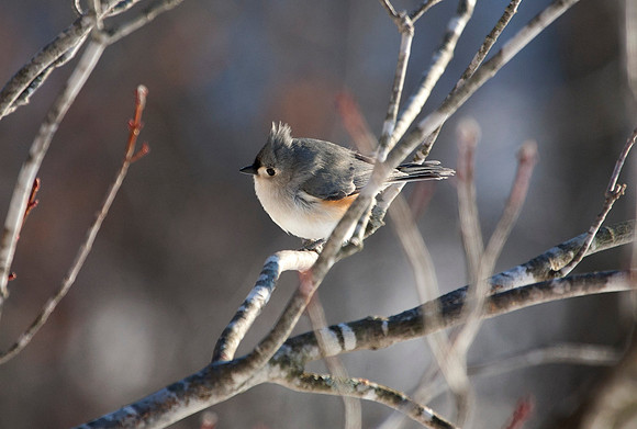 Tufted Titmouse, Stockton, IL