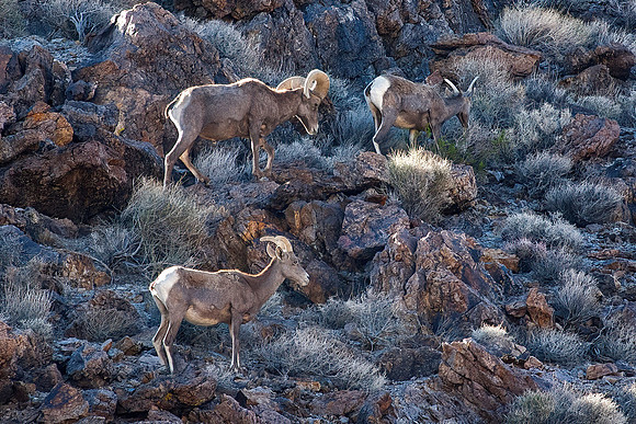 Desert Big Horn Sheep