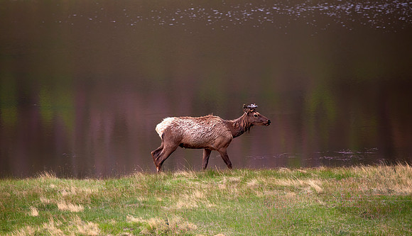 Elk Stag