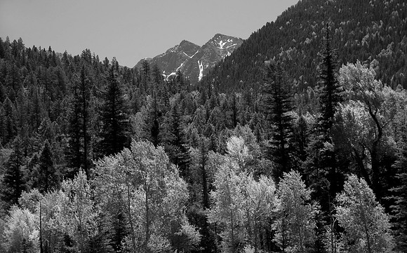 Aspens, Near Silverton, Colorado