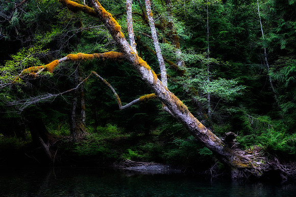 Water's Edge. Mt. Rainier National Park, WA