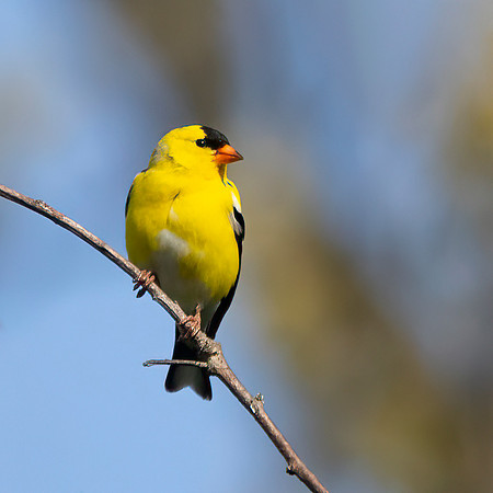 American Goldfinch, Male