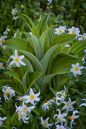 False Hellebore (Corn Lily) and Avalanche Lily, Nisqually Valley Trail, Mt. Rainier National Park, WA