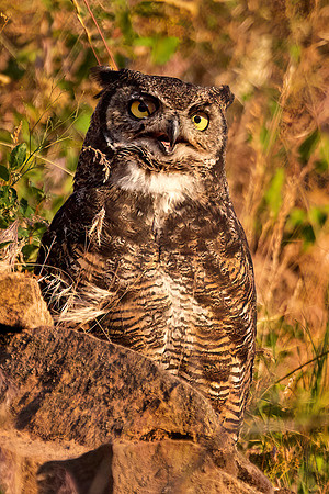 Great Horned Owl