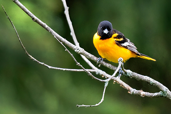 Baltimore Oriole, Male