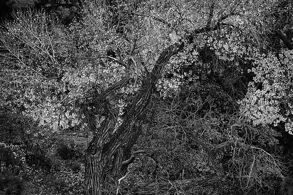 Autumn Cottonwood, Zion National Park, UT