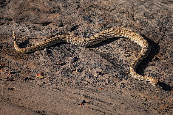 New Mexico Prairie Rattlesnake