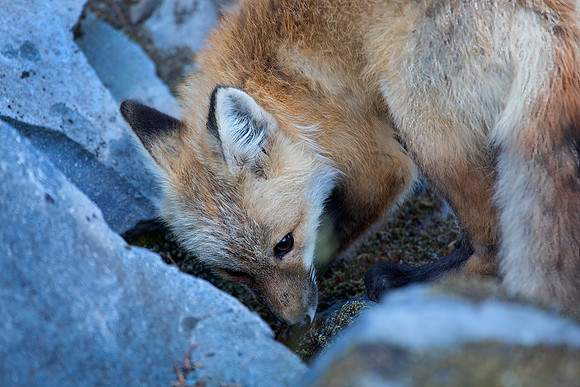 Cascade Fox - Red Phase
