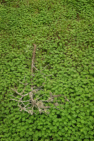 Clover and Branch, Point Lobos State Reserve, Carmel, CA