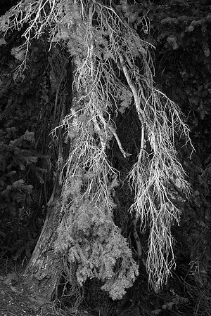 White Pine, Packwood, WA