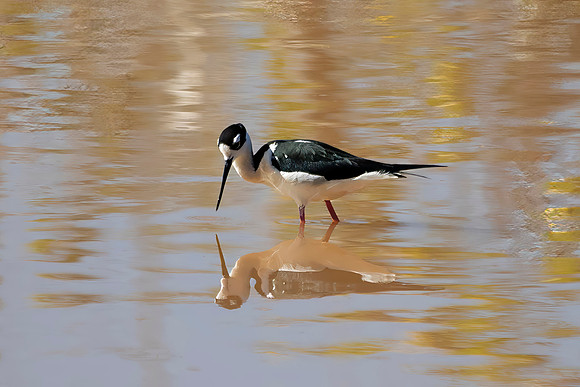 Black-Necked Stilt