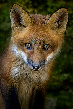 Fox Kit, Starved Rock State Park, LaSalle County, IL