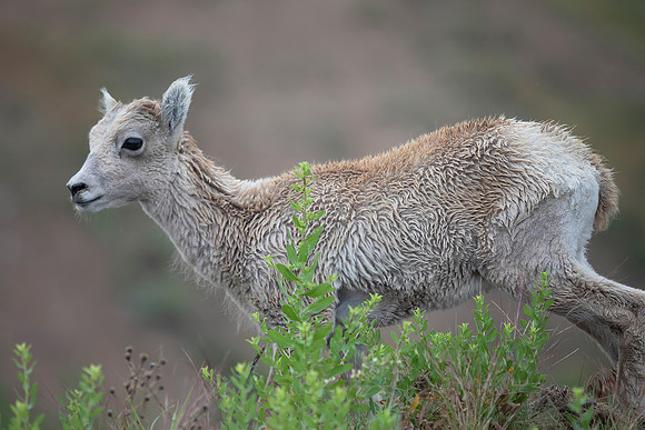 Big Horn Sheep Lamb
