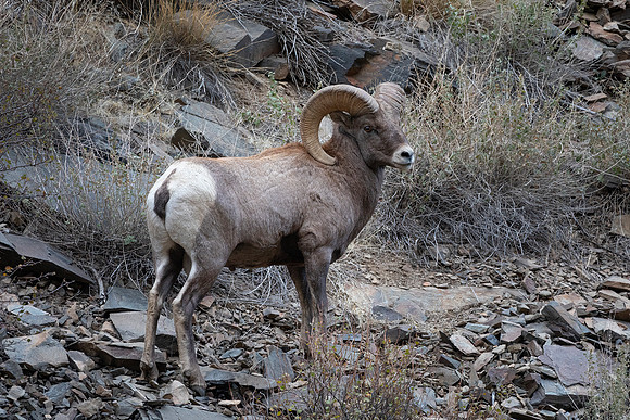 Rocky Mountain Bighorn Ram