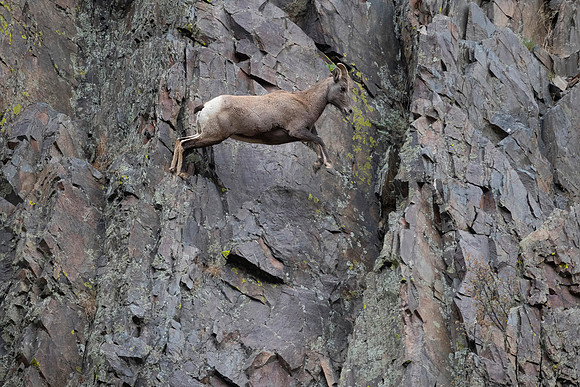 The Jump, Rocky Mountain Bighorn Sheep