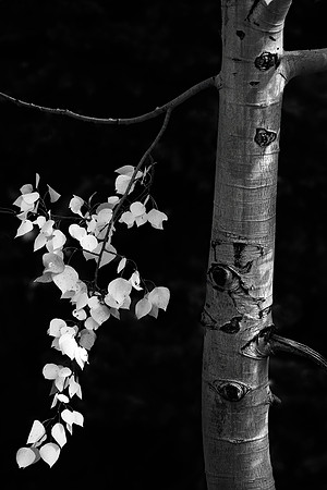Aspen, Ouray, CO