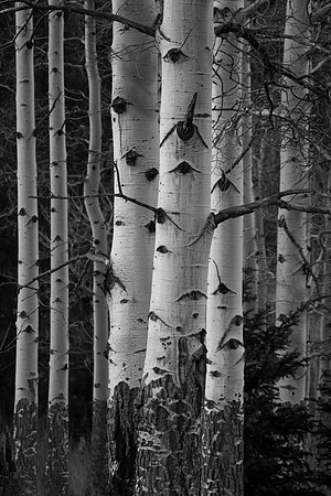 Aspen Stand, Rocky Mountain National Park, CO
