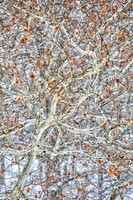 Sycamore, Winter, Morton Arboretum, Lisle, IL