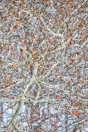 Sycamore, Winter, Morton Arboretum, Lisle, IL