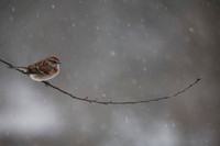 Field Sparrow, Snowstorm, Stockton, IL