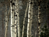 Aspen in Snowstorm, Rocky Mountain National Park, CO