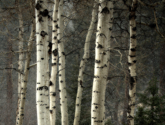 Aspen in Snowstorm, Rocky Mountain National Park, CO