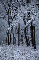 Cold Forest, Batavia, IL