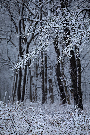 Cold Forest, Batavia, IL