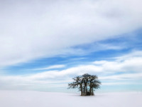 Oak Stand and Winter Sky, Kane County, IL