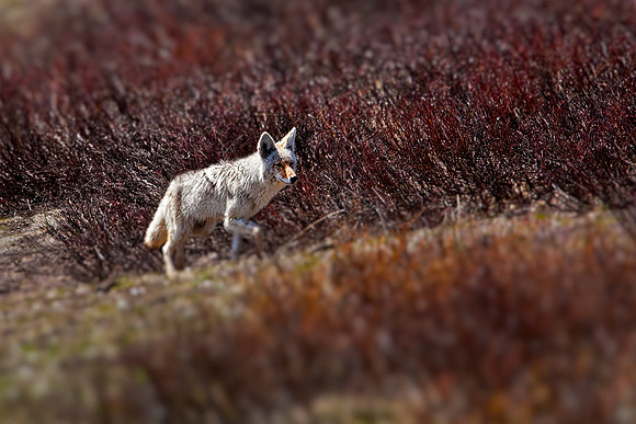 Coyote