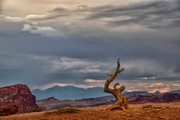 Twisted Juniper, Panorama Point, Capitol Reef National Park, UT