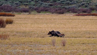 Grizzly Bear with Sandhill Crane