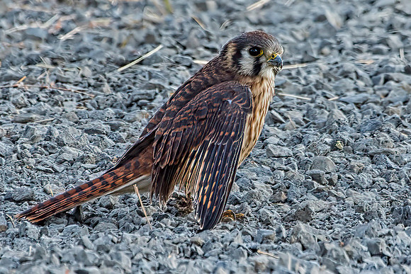 American Kestrel