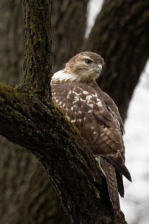 Red-tailed Hawk, Juvenile