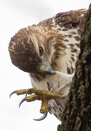 Red-tailed Hawk, Juvenile - Preening