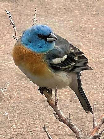 Lazuli Bunting, Male