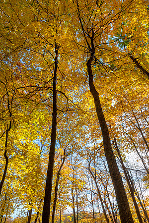 Maple Forest Canopy IV, Autumn, Morton Arboretum, Lisle, IL