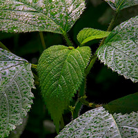 Starved Rock State Park, IL