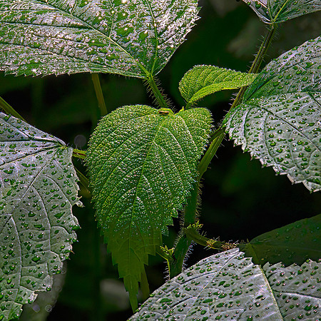 Starved Rock State Park, IL