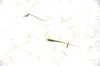 Larch Needles and Grasses on Snow