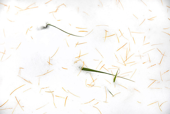Larch Needles and Grasses on Snow