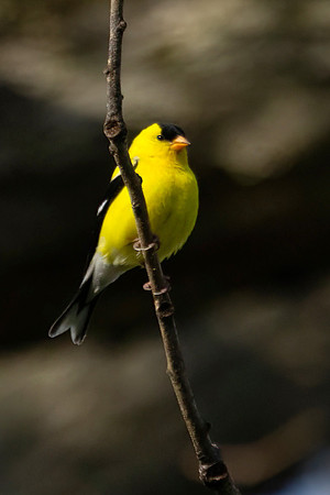 American Goldfinch, Male