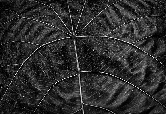 Leaf Detail, Nicholas Conservatory & Gardens, Rockford, IL