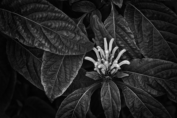 Nicholas Conservatory & Gardens, Rockford, IL