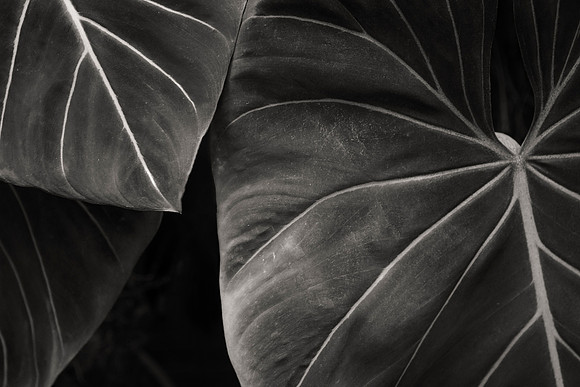 Philodendron, Nicholas Conservatory & Gardens, Rockford, IL