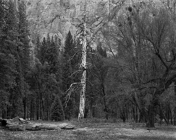 Dead Tree, Meadow, Yosemite Valley, CA