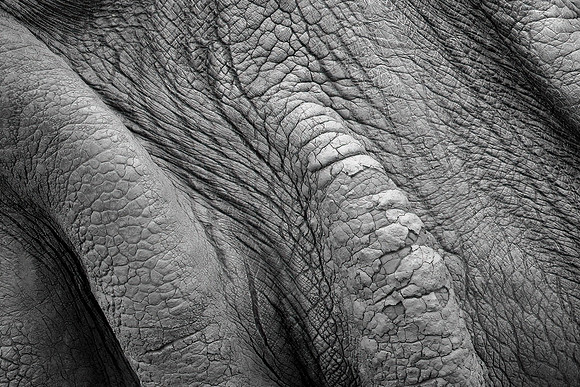 White Rhinoceros (captive)