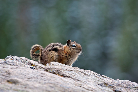 Chipmunk